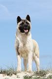 AKITA AMERICAIN 104